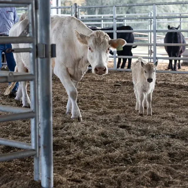 thumbnail for publication: Body Condition Scores Before and After Calving Modulate Pregnancy Success of Beef Cows in Florida